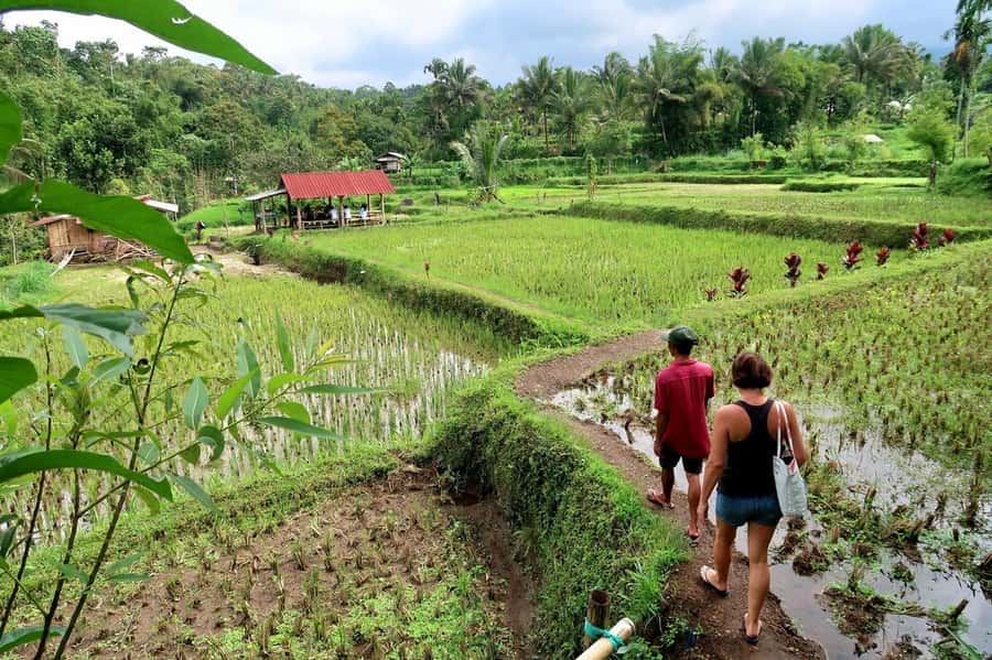Lombok: Tetebatu Village and Rice Fields Guided Tour - Secluded Waterfalls Swim: Make It Comfortable, Not Risky