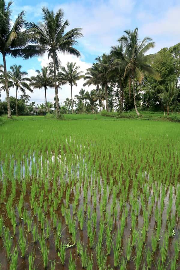 Lombok: Tetebatu Village and Rice Fields Guided Tour - Who Should Book This Tetebatu Tour (and Who Should Skip It)