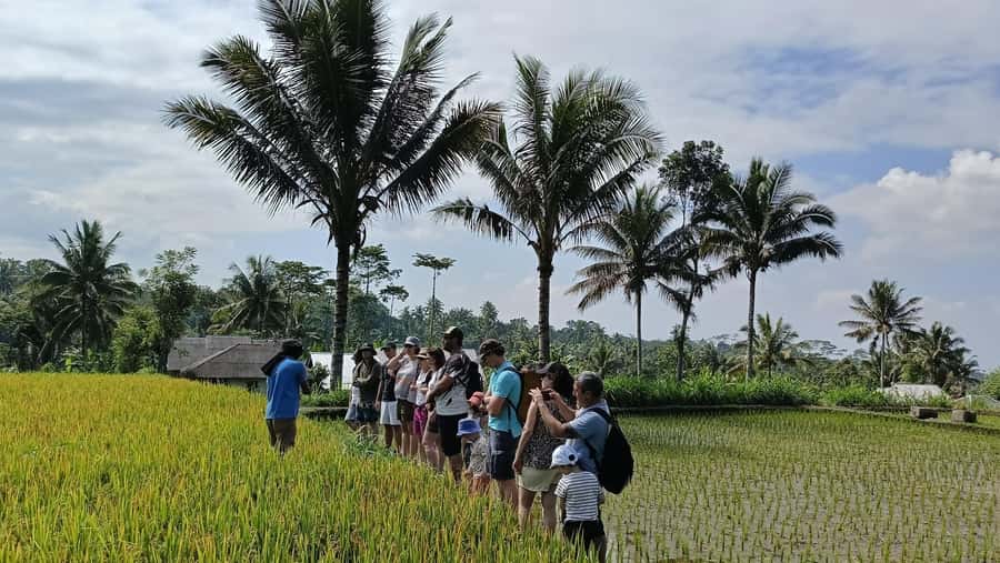 Lombok: Tetebatu Walking Tour with Monkey Forest & Waterfall - The Value: Why This 8-Hour Tour Makes Sense for Lombok