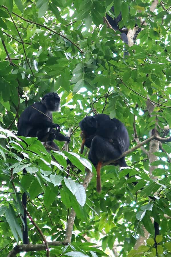 Lombok: Tetebatu Walking Tour with Monkey Forest & Waterfall - Monkey Forest: Black and Gray Monkeys in Real Conditions