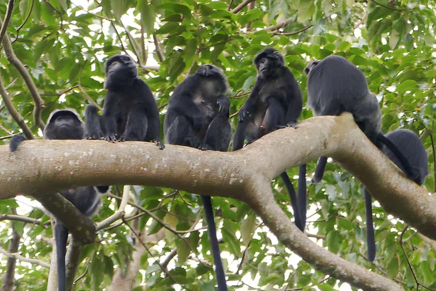 Lombok: Tetebatu Walking Tour with Monkey Forest & Waterfall - Lunch at a Local Home: Simple Food With Scenic Views