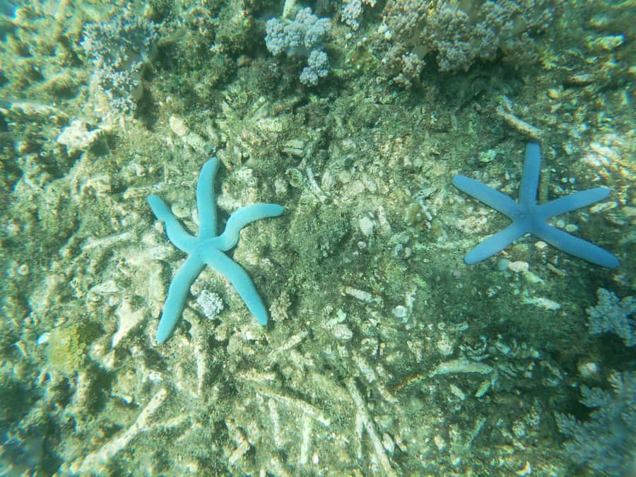Lombok: the best snorkeling in Gili nanggu, kedis & sudak - Gili Sudak snorkeling and lunch: jungle coral style reef, then grilled fish