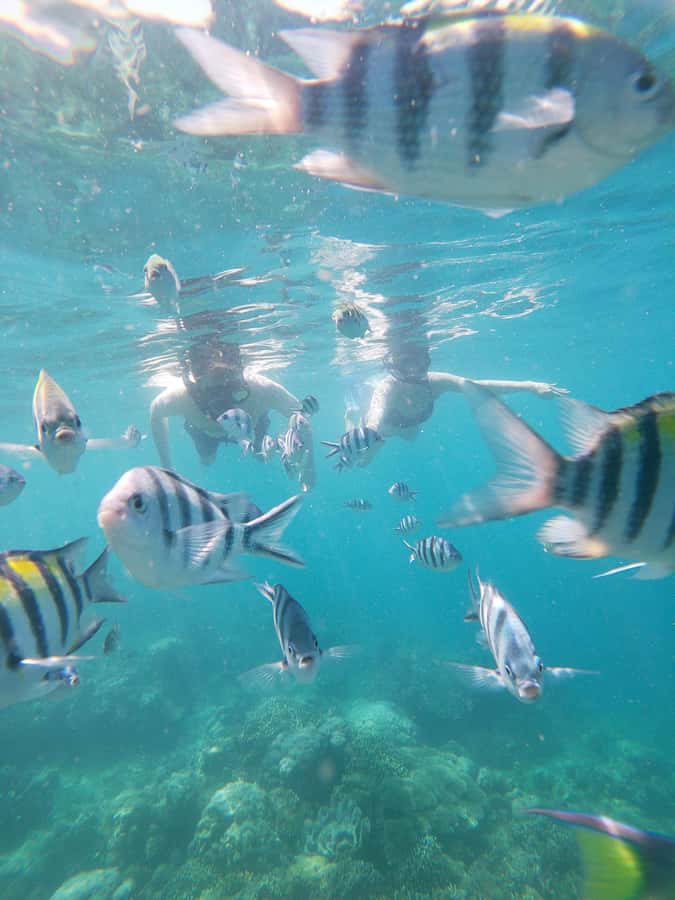 Lombok: the best snorkeling in Gili nanggu, kedis & sudak - Gili Nanggu snorkeling: blue and green coral plus lots of fish