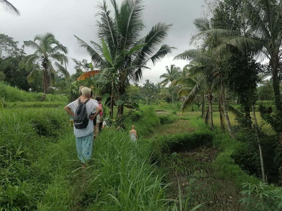 Lombok: Waterfall Benang Kelambu & Rice field Trip - How the 10-hour day flows from pickup to falls