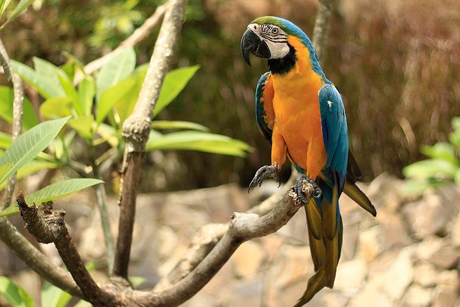 Lombok Wildlife Park Ticket - Elephant feeding and bathing: the big interactive draw