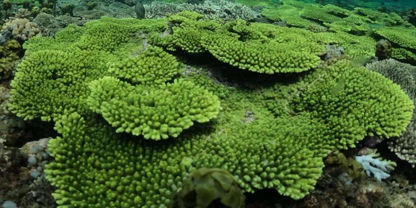 Lombok:Privat Snorkeling Gili Nanggu,Gili Sudak,Gili Kedis. - Who should book this 3-gili plan in Lombok