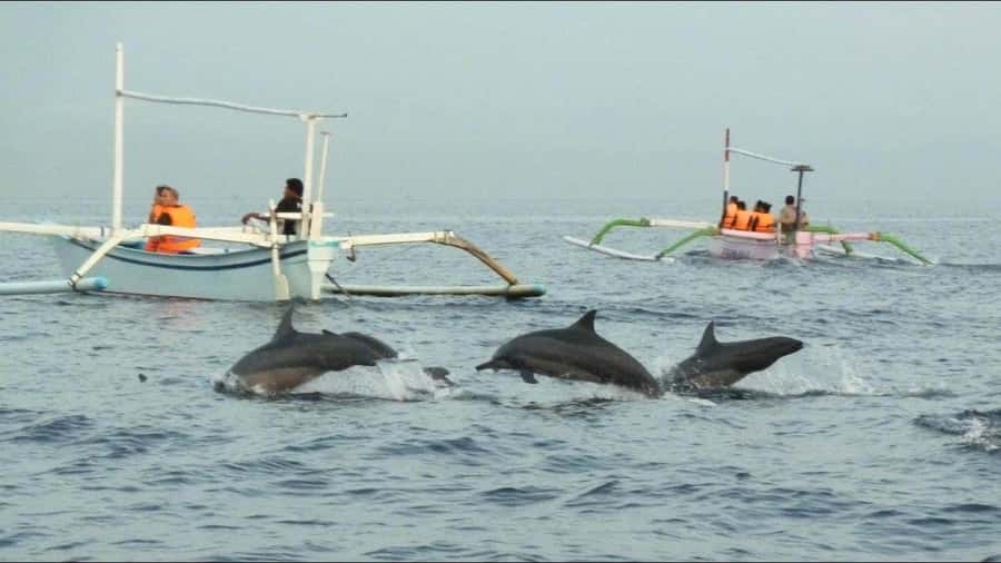 lovina bali: Dolphin watching, waterfall and local lunch - Lovina Beach Sunrise: Watching Wild Dolphins, Not a Show