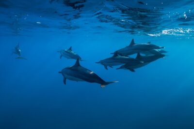 Lovina Dolphin Watching, Swimming, and Snorkeling Experience - The jukung boat experience: small groups and real captain time