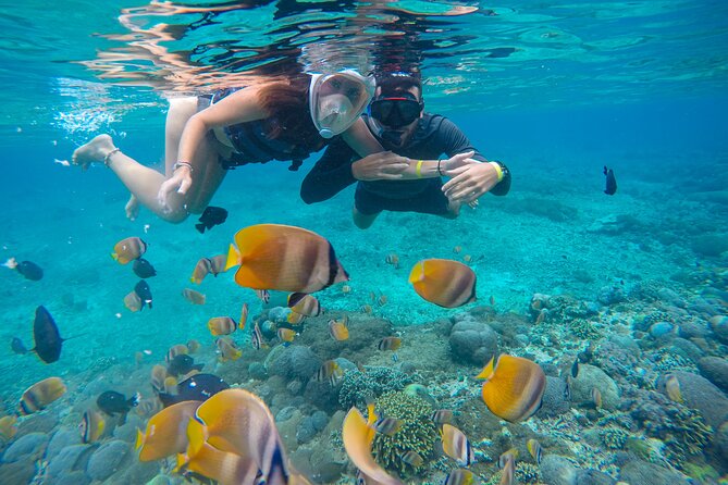 Lovina Dolphin Watching, Swimming, and Snorkeling Experience - Price and value: why $34.93 can still make sense