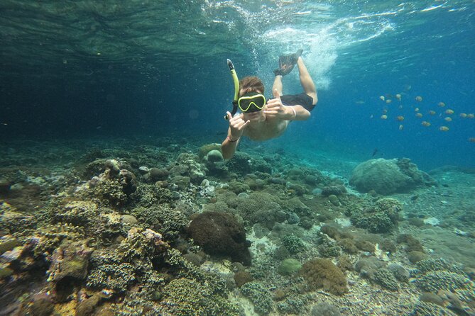 Lovina Dolphin Watching, Swimming, and Snorkeling Experience - What to consider if you hate crowds or long drives