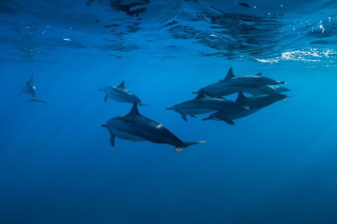 Lovina Dolphin Watching, Swimming, and Snorkeling Experience - The jukung boat experience: small groups and real captain time