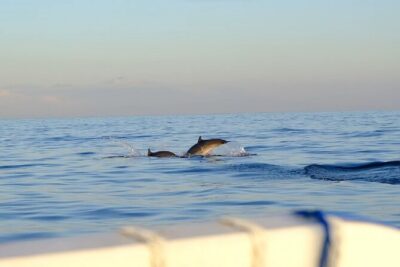 Lovina Sunrise Dolphin with option snorkeling and waterfall - Snorkeling Option: When It’s Worth Adding