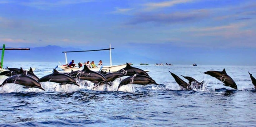 Lovina: Watching Dolphin, Swimming Dolphin Bali Tour - Key highlights to know before you go