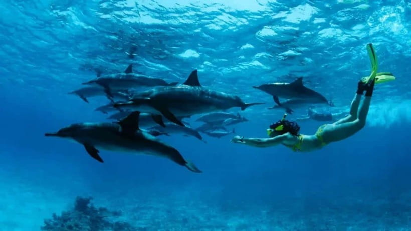 Lovina: Watching Dolphin, Swimming Dolphin Bali Tour - Sunrise on Lovina Beach: what makes this dolphin tour work