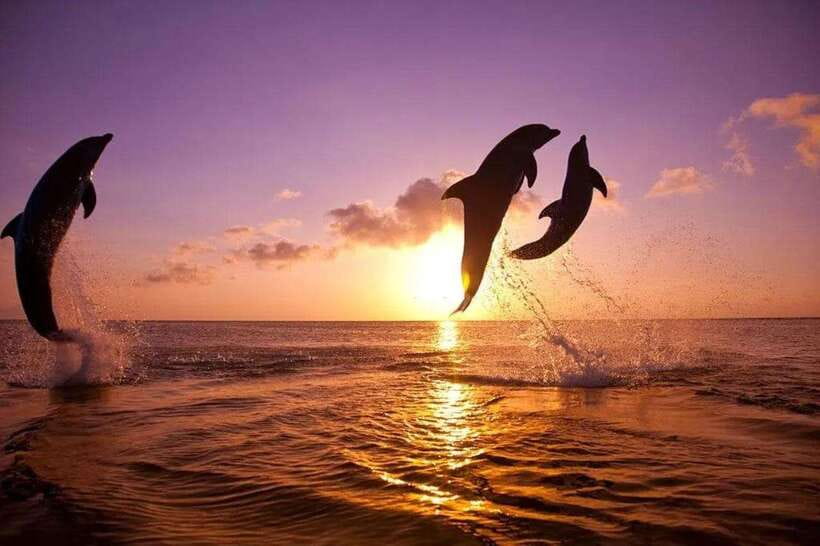 Lovina: Watching Dolphin, Swimming Dolphin Bali Tour - The main show at Lovina Beach: your two hours of watching