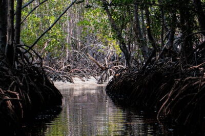 Mangrove Reforestation and Exploration around the Nusa Islands - Price and value: what you’re really paying for at $76.60