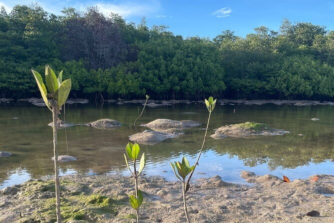Mangrove Reforestation and Exploration around the Nusa Islands - Planting ten mangroves: what you’ll do with your hands