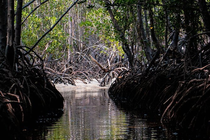 Mangrove Reforestation and Exploration around the Nusa Islands - Price and value: what you’re really paying for at $76.60