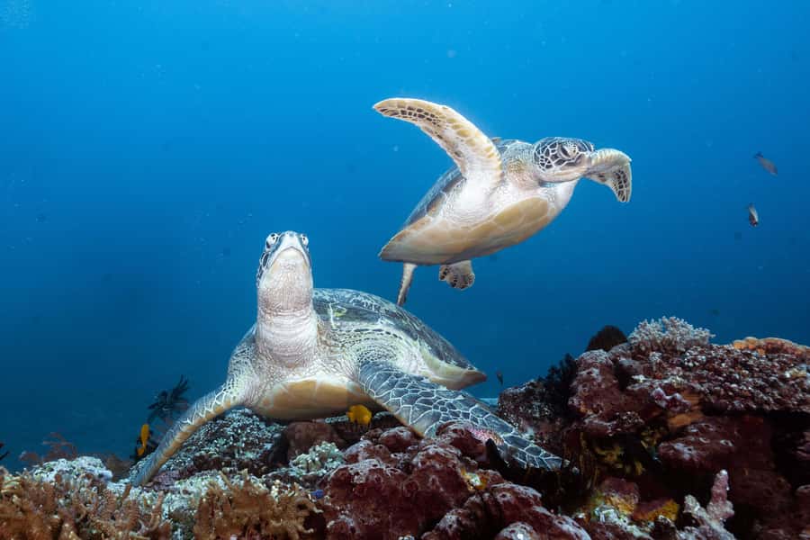 Manta Dive Gili Trawangan: Discover Scuba Diving - Who This Program Fits Best (And Who Should Skip It)