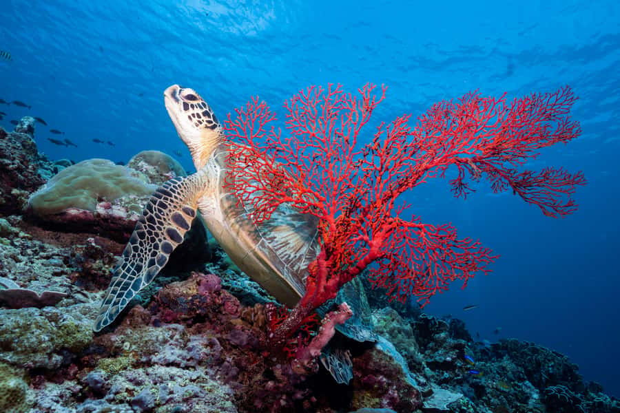 Manta Dive Gili Trawangan: Discover Scuba Diving - Guides, Safety, and the Small Group Advantage