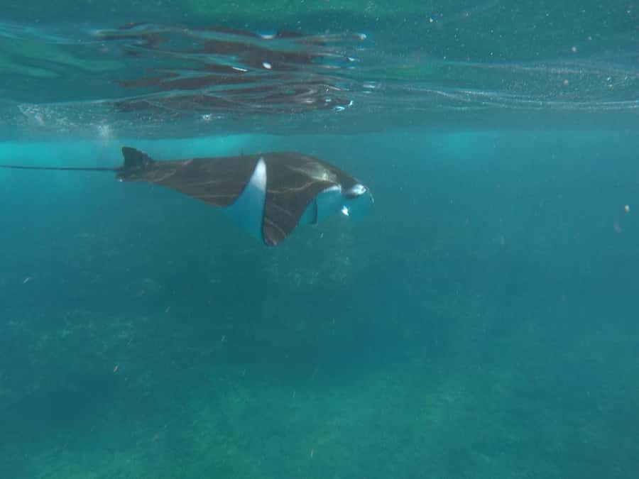 Manta Tour in Nusa Lembongan and Nusa Penida - Key things to know before you go