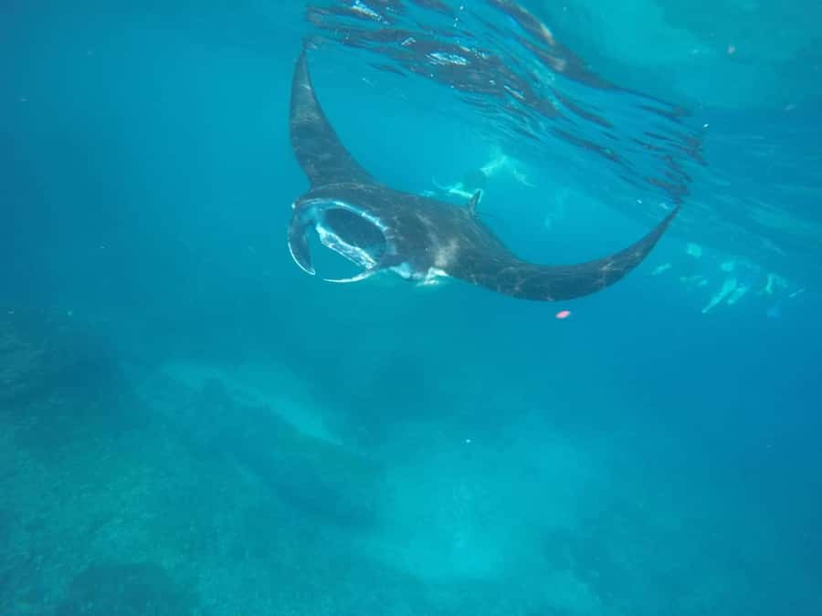 Manta Tour in Nusa Lembongan and Nusa Penida - Why Nusa Lembongan and Nusa Penida feel like a double feature