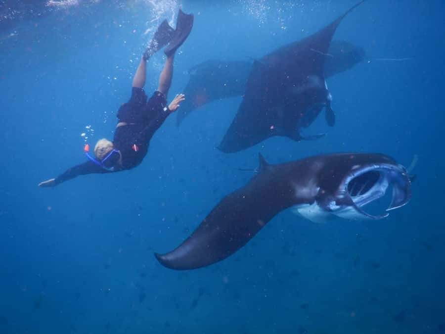 Manta Tour in Nusa Lembongan and Nusa Penida - Manta Bay snorkeling: the main event, plus the mindset you need