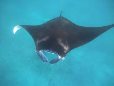 Manta Tour in Nusa Lembongan and Nusa Penida - Getting to the action: transfers and meeting point reality