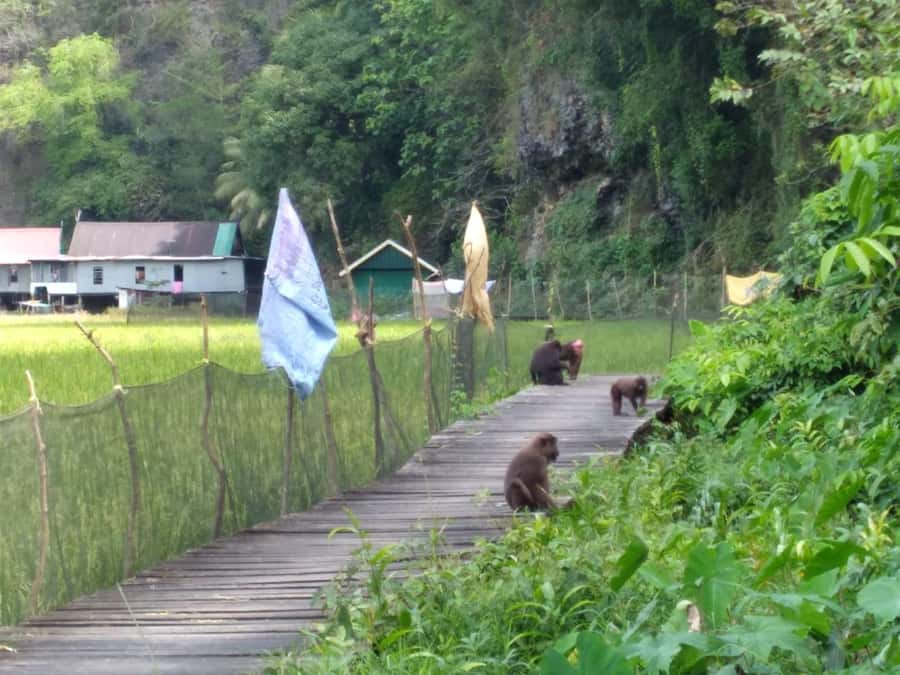 Maros : Rammang Rammang walk & boat trip - Lunch at a Local House: Where the Trip Gets Human