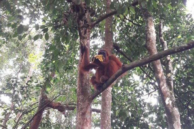 Medan - Bukit Lawang Fullday Tour - Key points before you go