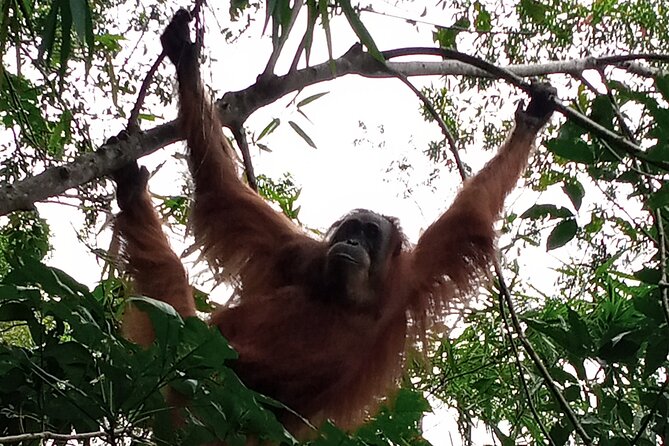 Medan - Bukit Lawang Fullday Tour - The Quick Stops: Palm and Rubber Plantation Breaks
