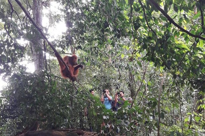 Medan - Bukit Lawang Fullday Tour - Price and Value at $115: What You’re Really Paying For