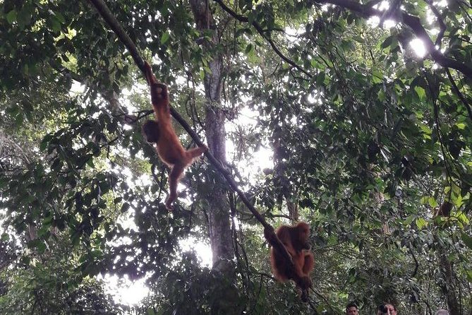Medan - Bukit Lawang Fullday Tour - Who Should Book This Bukit Lawang Tour (and Who Should Skip It)