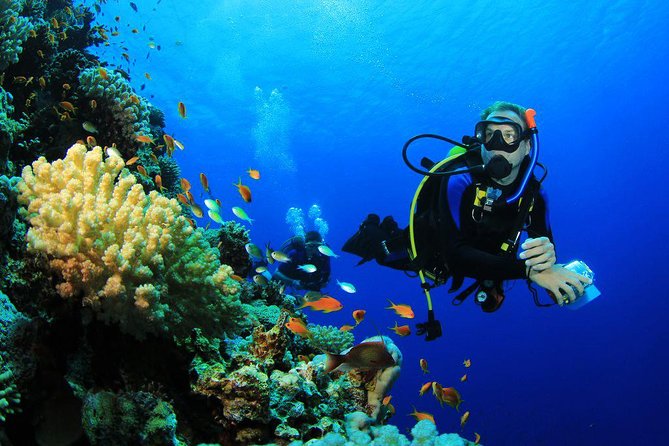 Menjangan Island Bali Diving Activity - The scuba session: gentle reef time with real instruction
