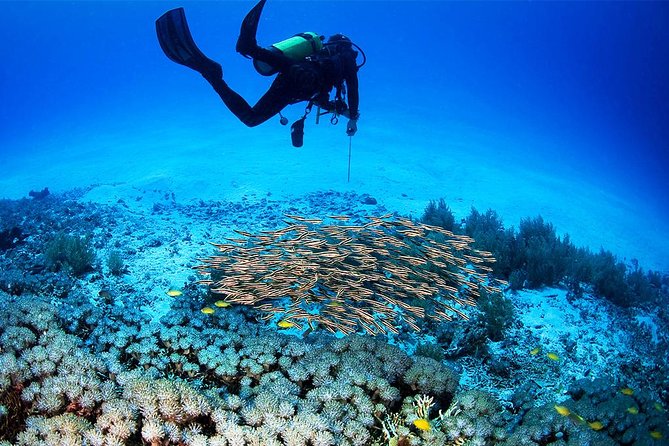 Menjangan Island Bali Diving Activity - The boxed lunch on the island (and the deer factor)