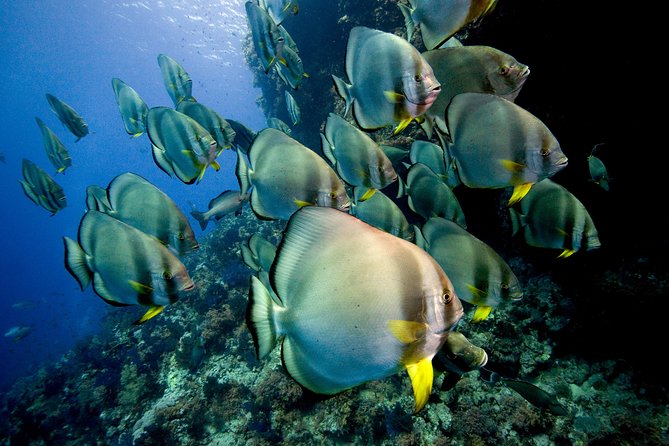 Menjangan island for Certified Scuba Divers full day boat trip, 2 dives + lunch - Your crew and coaching: safety-first, with real human names