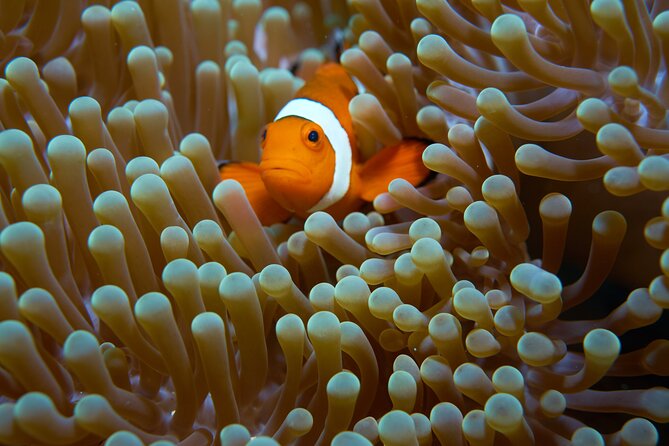 Menjangan island snorkeling full day boat trip - What you’ll likely see under the water
