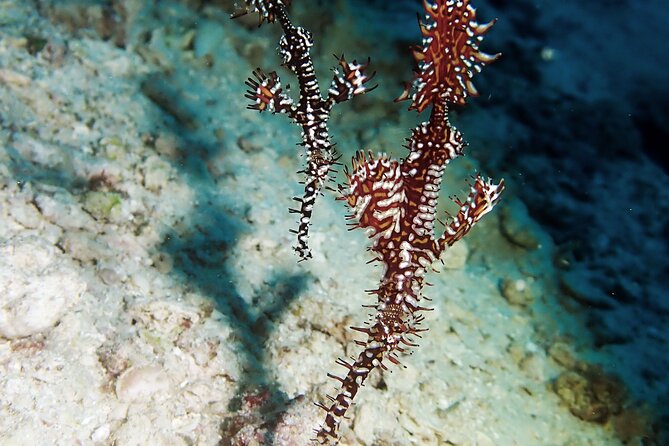 Menjangan island snorkeling full day boat trip - The Menjangan Park Fee: the one extra cost in cash