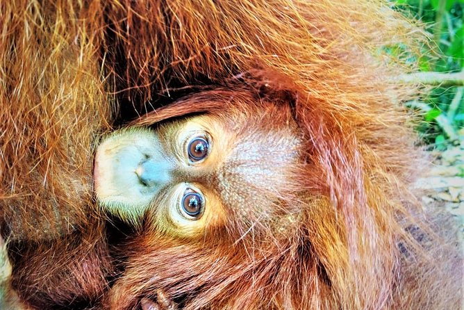 Monkey Business 2 days - 1 night Jungle Trekking (including rafting) - Day 1 Jungle trekking in Leuser: camp, guide, and first wildlife chances