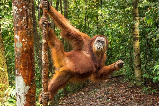 Monkey Business 3 days - 2 nights Jungle trekking (including rafting) - The big picture: what this jungle trekking package is really like
