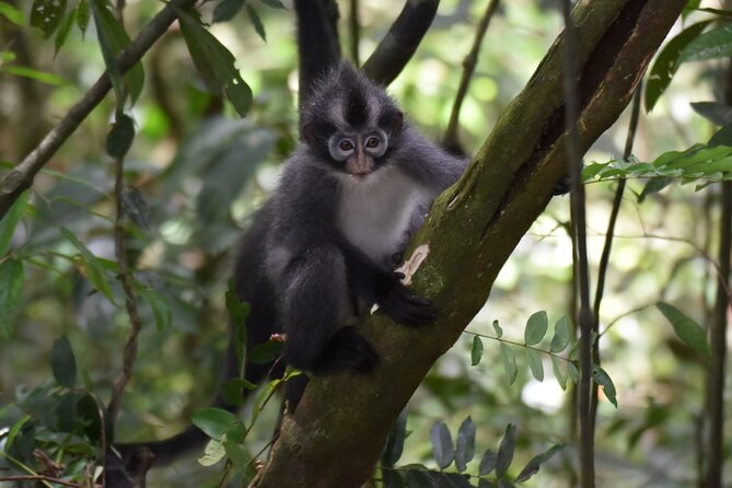 Monkey Business 3 days - 2 nights Jungle trekking (including rafting) - Price and value: what $205.37 really buys you
