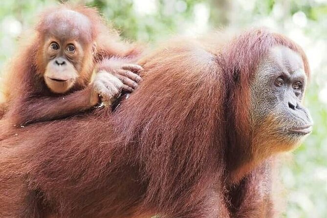 Monkey Business 3 days - 2 nights Jungle trekking (including rafting) - What you’ll realistically do each day (and what to expect in the jungle)
