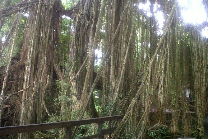 Monkey Forest, Ubud, Waterfall and Rice Terrace - Sacred Monkey Forest Sanctuary: Time for the Classic Ubud Scene