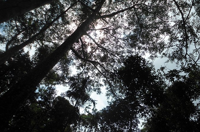 Mountain Biking and Waterfall Tour from Lombok - The ride route vibe: plantation shade, coffee trees, and focused trail work