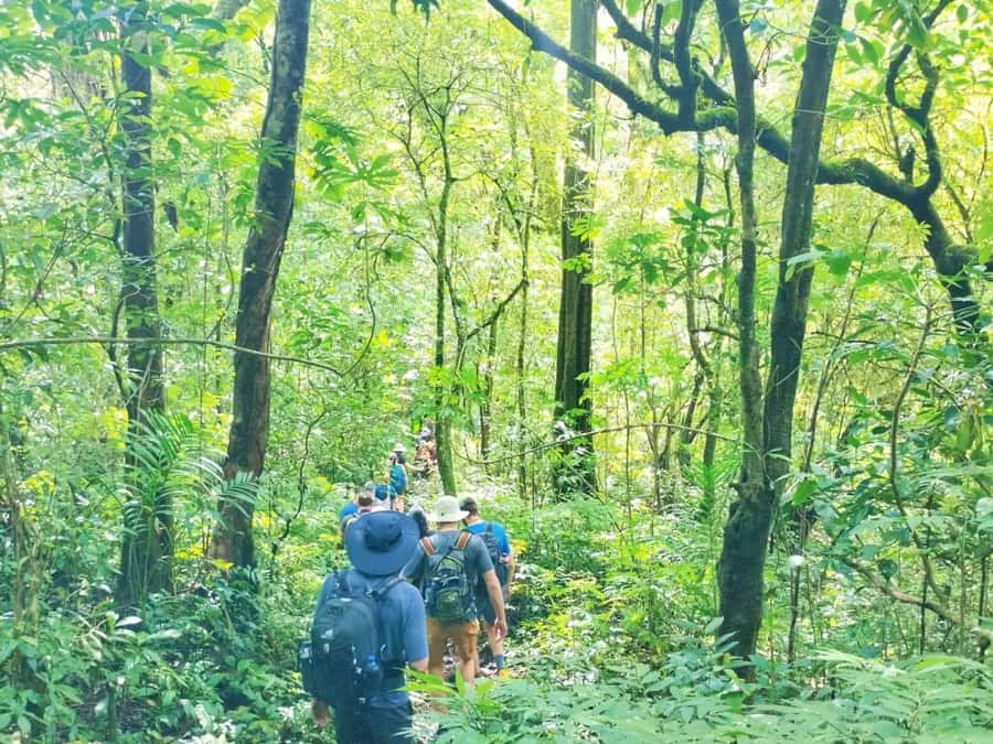 Munduk : Jungle Trekking,Canoeing,waterfall &authentic lunch - Key Highlights You’ll Feel Right Away