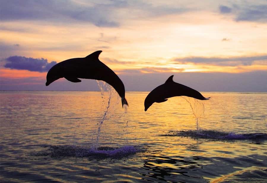 North Bali: Dolphin, Ulun Danu Temple, & Banyumala Waterfall - Key moments I’d plan around