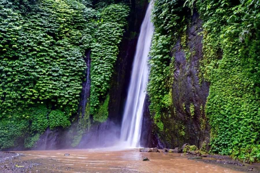 North Bali: Explore Munduk Waterfall Trekking Experience - Red Coral Waterfall: calm mist and ferns close up