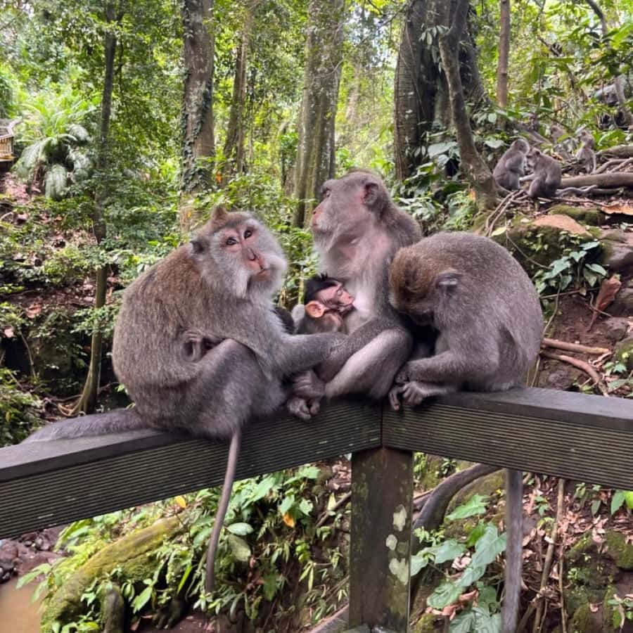 North Bali: Monkey Forest -Waterfall- Rice Terrace-Ulun Danu - Leke Leke Waterfall: a quick nature break with optional swimming