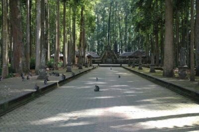 North Bali: Monkey Forest -Waterfall- Rice Terrace-Ulun Danu - Sangeh Monkey Forest: guided walking with about 600 gray long-tailed macaques