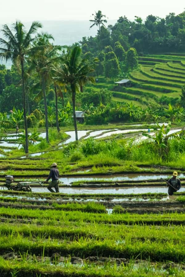 North Bali: Monkey Forest -Waterfall- Rice Terrace-Ulun Danu - What to watch for: tickets, walking pace, and who this tour fits best